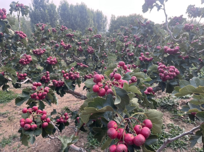 大金星山楂