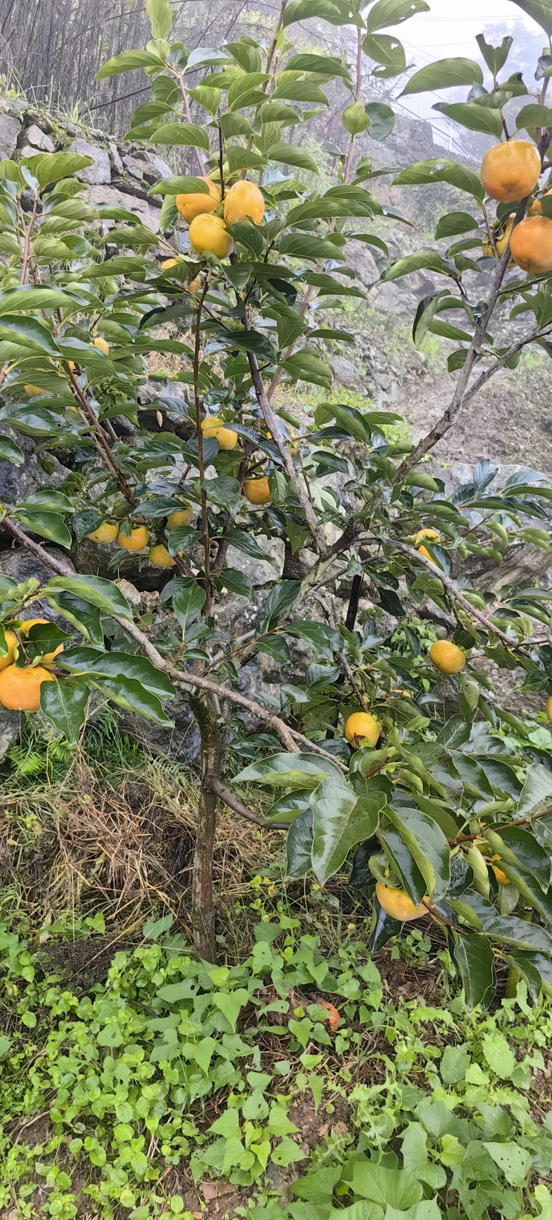 水果脆柿