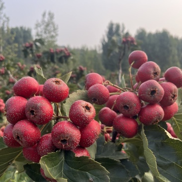大金星山楂