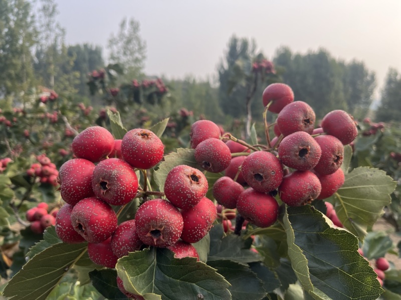 大金星山楂