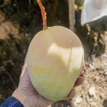 新鲜现摘海南芒果，香甜多汁，健康美味直达家门！