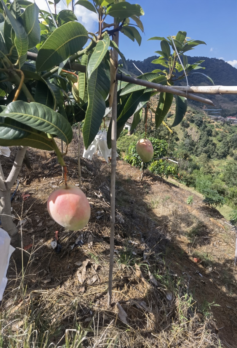 新鲜现摘海南芒果，香甜多汁，健康美味直达家门！