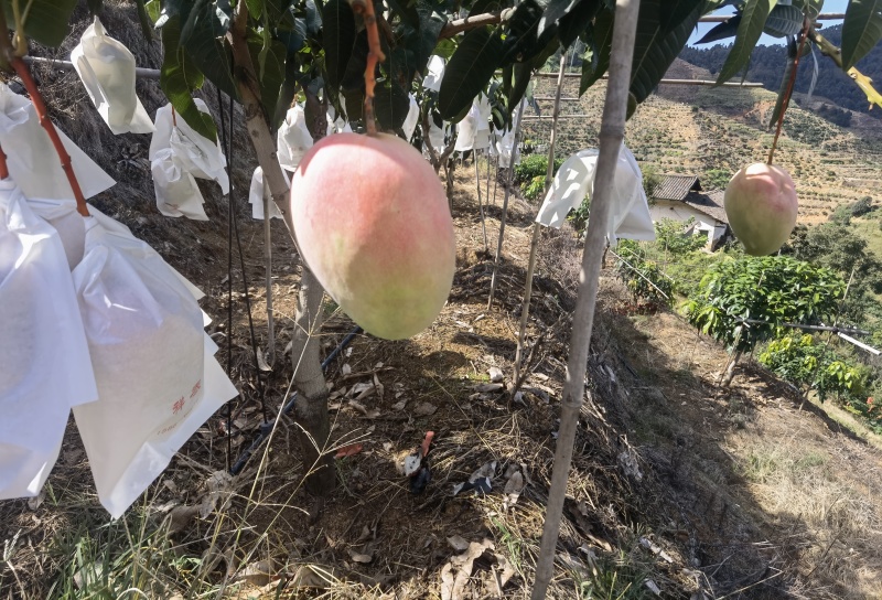 新鲜现摘海南芒果，香甜多汁，健康美味直达家门！