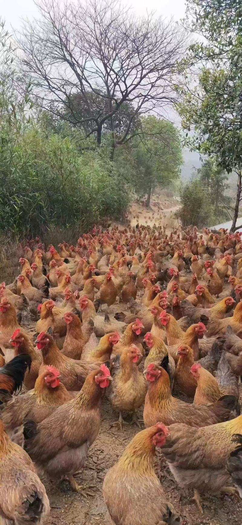 清远麻鸡，请致电：***********