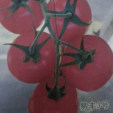 易丰3号早熟品种,单果重280克左右,硬度好,耐贮运,