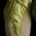 联合西北农林科技大学种植杂交橙心大白菜