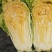 联合西北农林科技大学种植杂交橙心大白菜