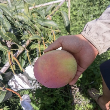 米易新鲜芒果现摘现发，香甜多汁，品质保证！