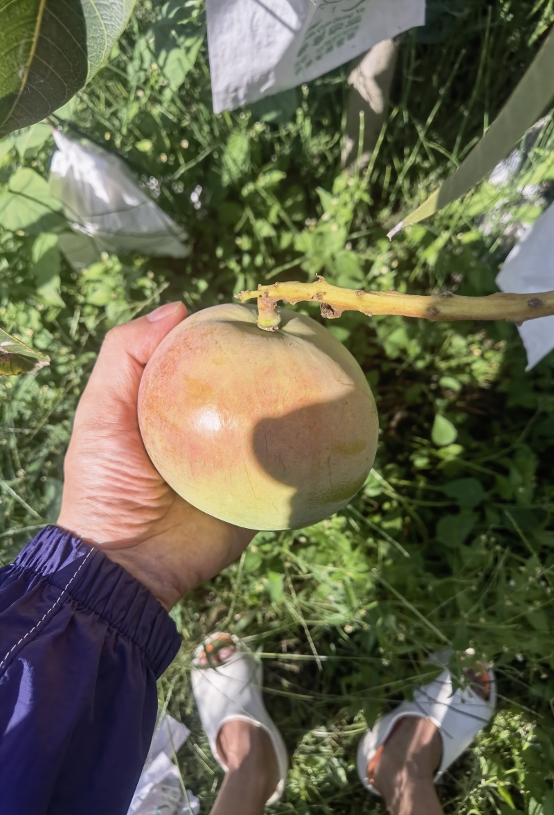 米易新鲜芒果现摘现发，香甜多汁，品质保证！
