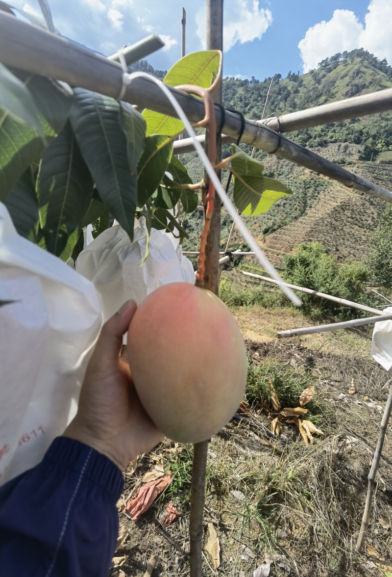 米易新鲜芒果现摘现发，香甜多汁，品质保证！