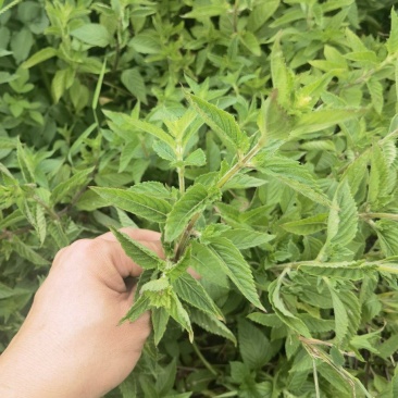 烧仙草#凉茶草
