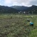 烧仙草#凉茶草