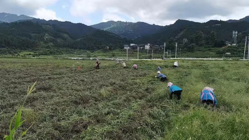 烧仙草#凉茶草