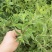烧仙草#凉茶草