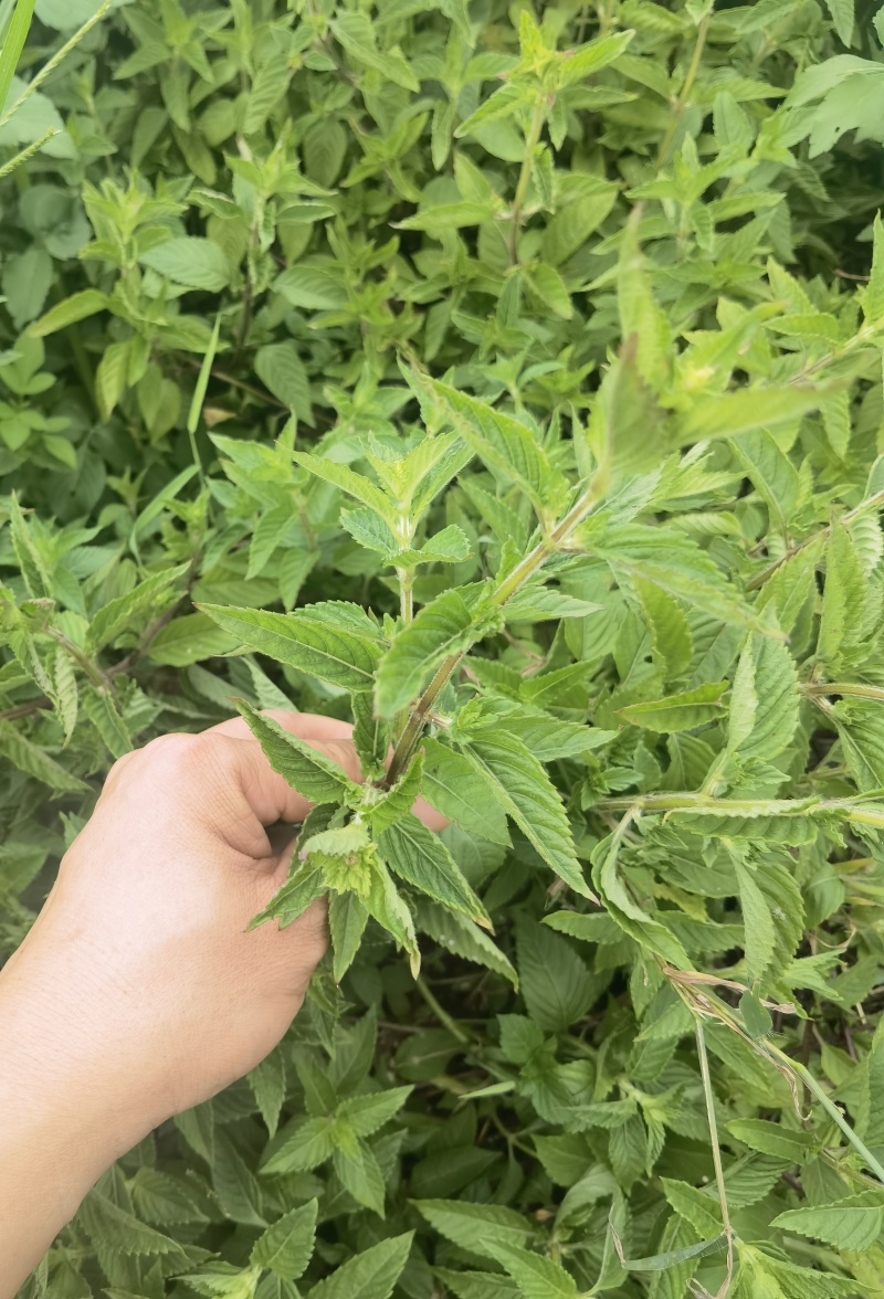 烧仙草#凉茶草
