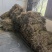 烧仙草#凉茶草