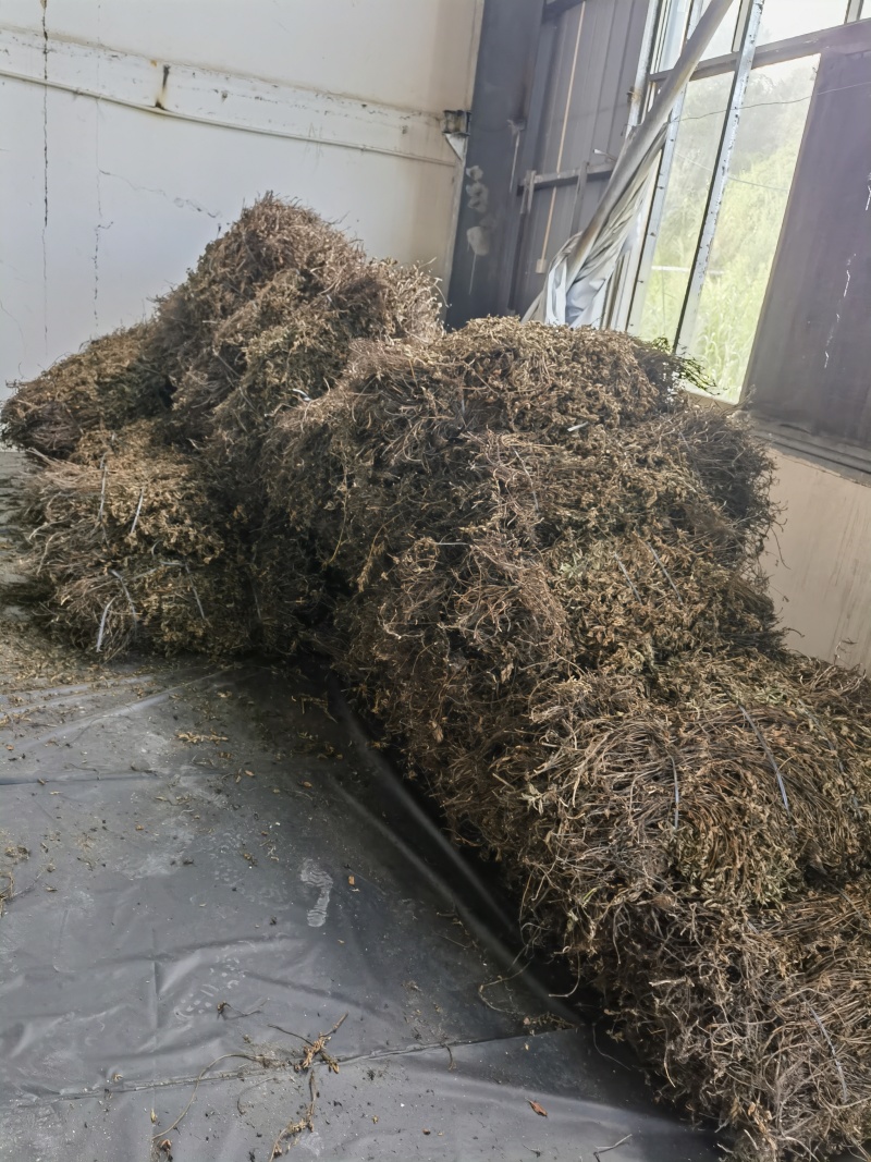 烧仙草#凉茶草