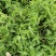 烧仙草#凉茶草