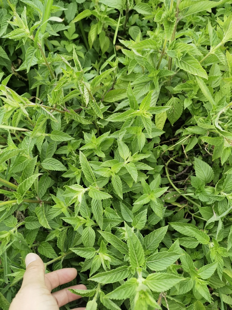烧仙草#凉茶草