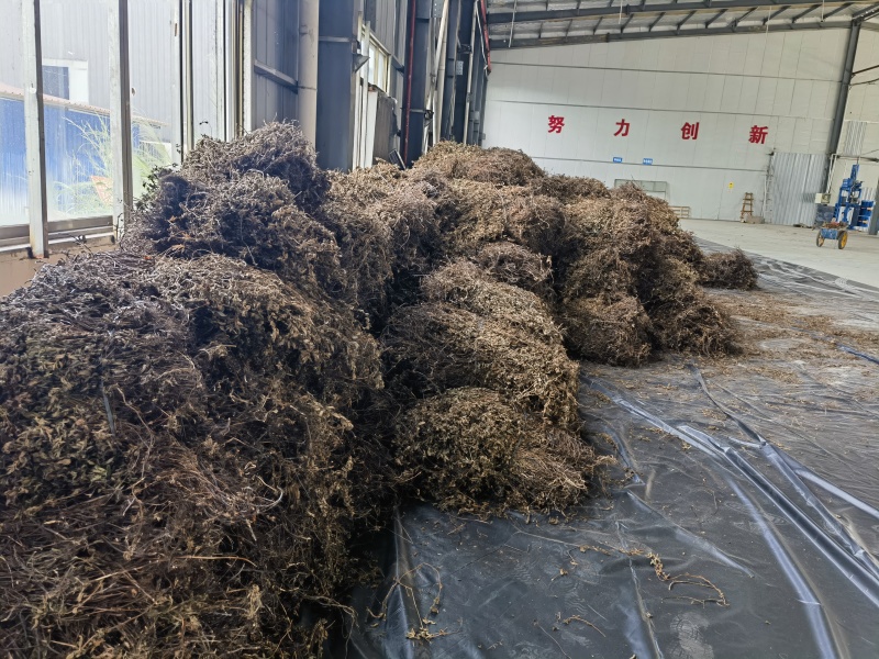 烧仙草#凉茶草