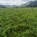 烧仙草#凉茶草