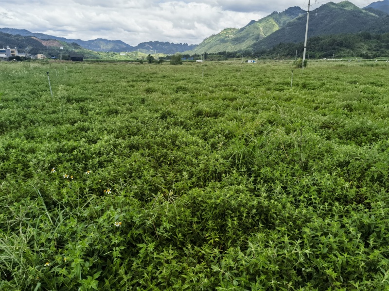 烧仙草#凉茶草