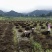烧仙草#凉茶草