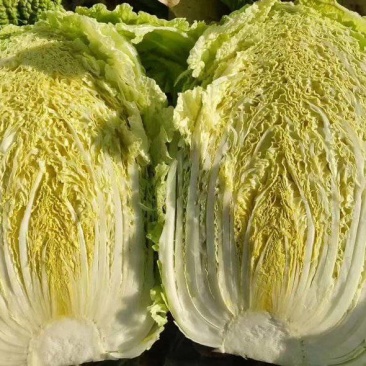 【黄心白菜】吉林精品白菜/东北大白菜/电商团购一件代发