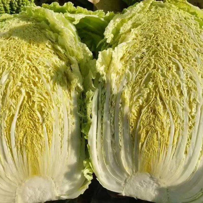 【黄心白菜】吉林精品白菜/东北大白菜/电商团购一件代发