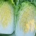 【黄心白菜】吉林精品白菜/东北大白菜/电商团购一件代发