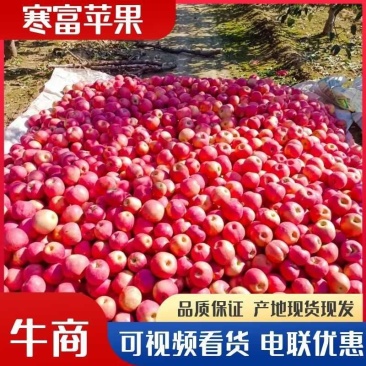辽宁锦州精品寒富苹果产地直发一手货源诚信经营随时联系