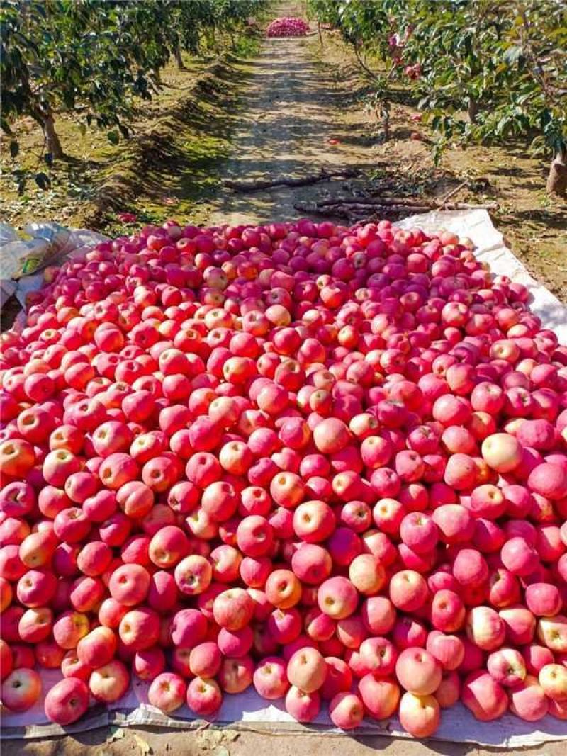 辽宁锦州精品寒富苹果产地直发一手货源诚信经营随时联系