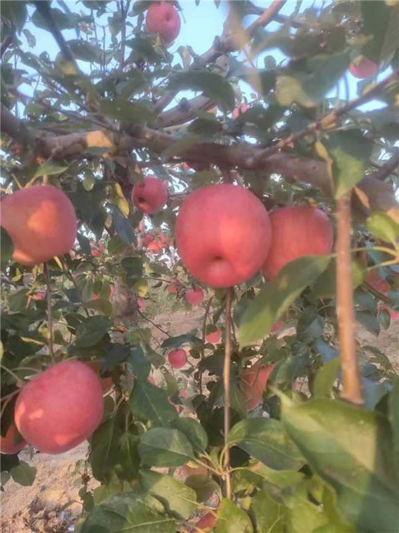 辽宁锦州精品寒富苹果产地直发一手货源诚信经营随时联系