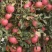辽宁锦州精品寒富苹果产地直发一手货源诚信经营随时联系