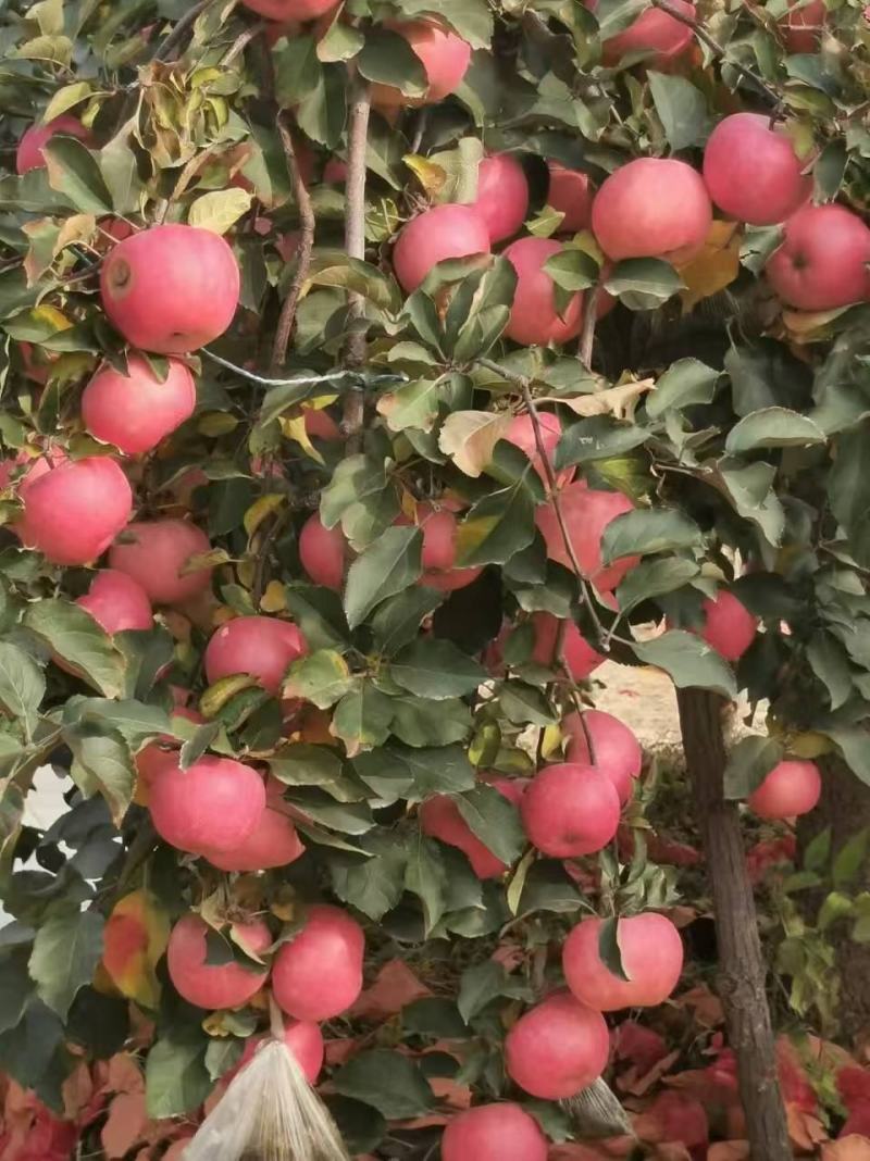 辽宁锦州精品寒富苹果产地直发一手货源诚信经营随时联系