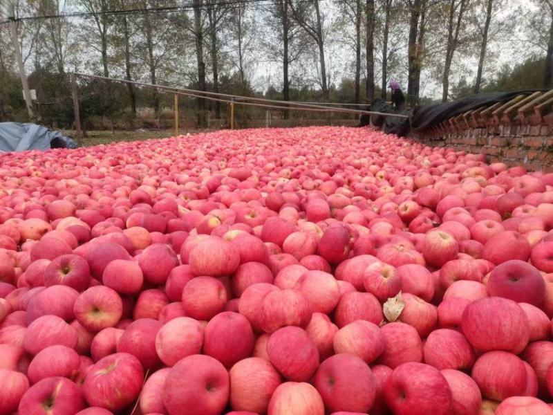 辽宁锦州精品寒富苹果产地直发一手货源诚信经营随时联系