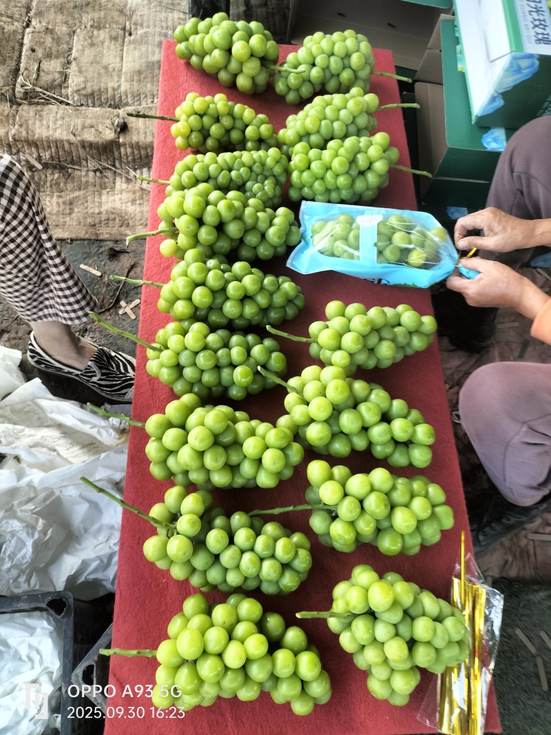 阳光玫瑰