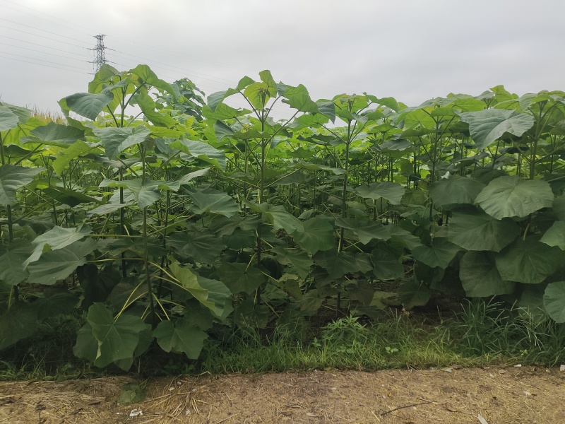泡桐树苗速生泡桐紫花泡桐白花泡桐杂交改良品种