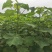泡桐树苗速生泡桐紫花泡桐白花泡桐杂交改良品种