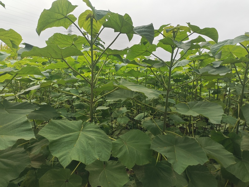 泡桐树苗速生泡桐紫花泡桐白花泡桐杂交改良品种