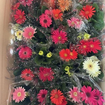 非洲菊