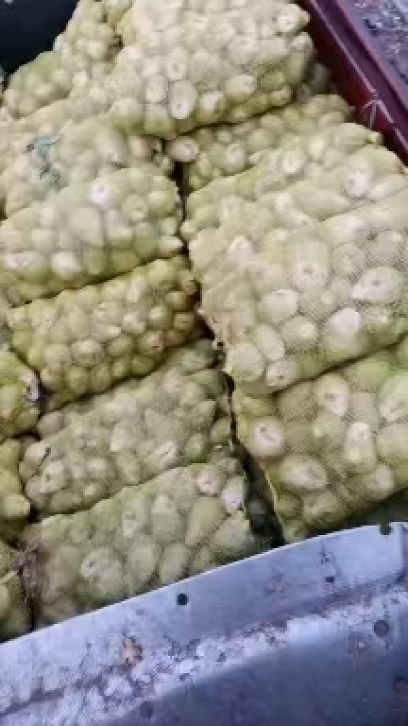 【推荐】山西文水芥菜头，产地代发全国品质保证欢迎采购。