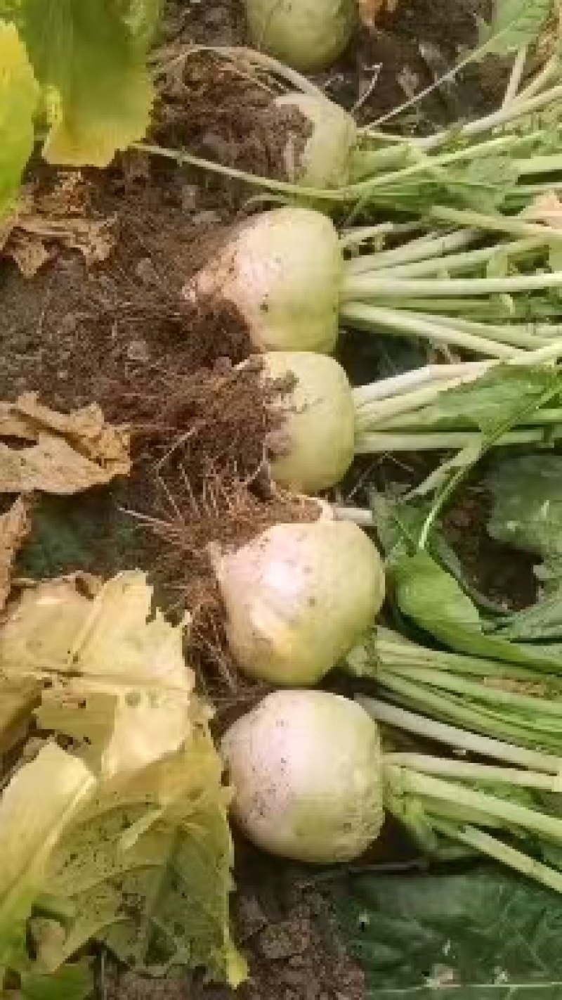【推荐】山西文水芥菜头，产地代发全国品质保证欢迎采购。