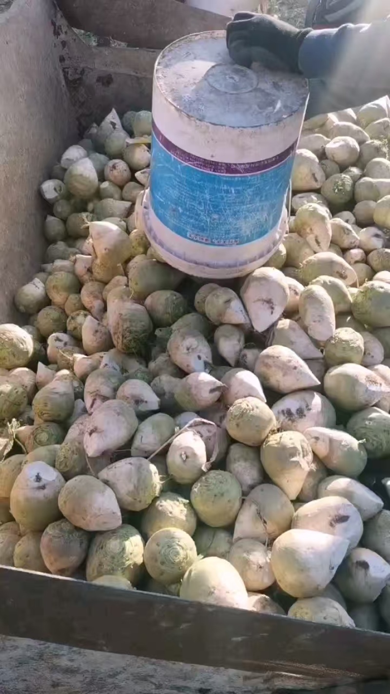 【推荐】山西文水芥菜头，产地代发全国品质保证欢迎采购。