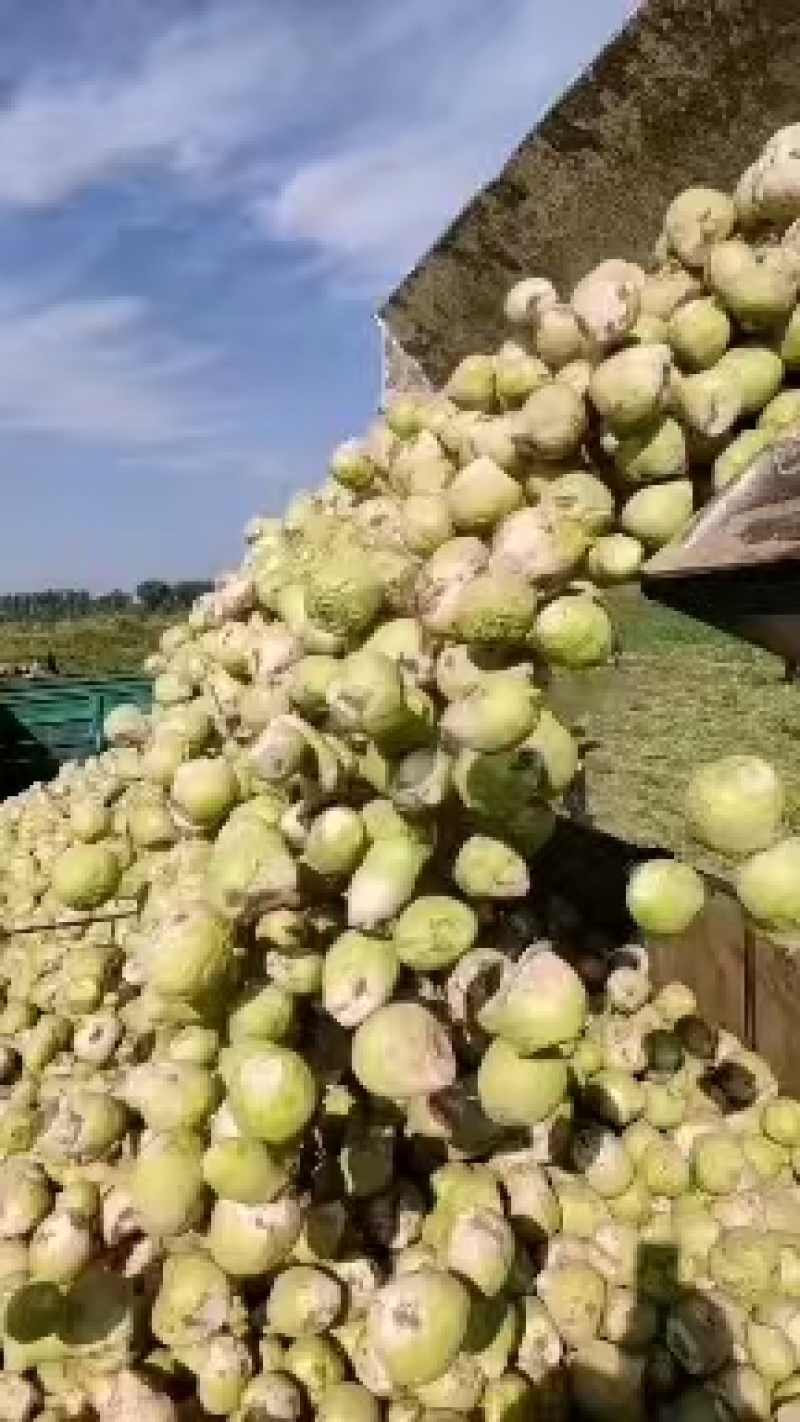 【推荐】山西文水芥菜头，产地代发全国品质保证欢迎采购。