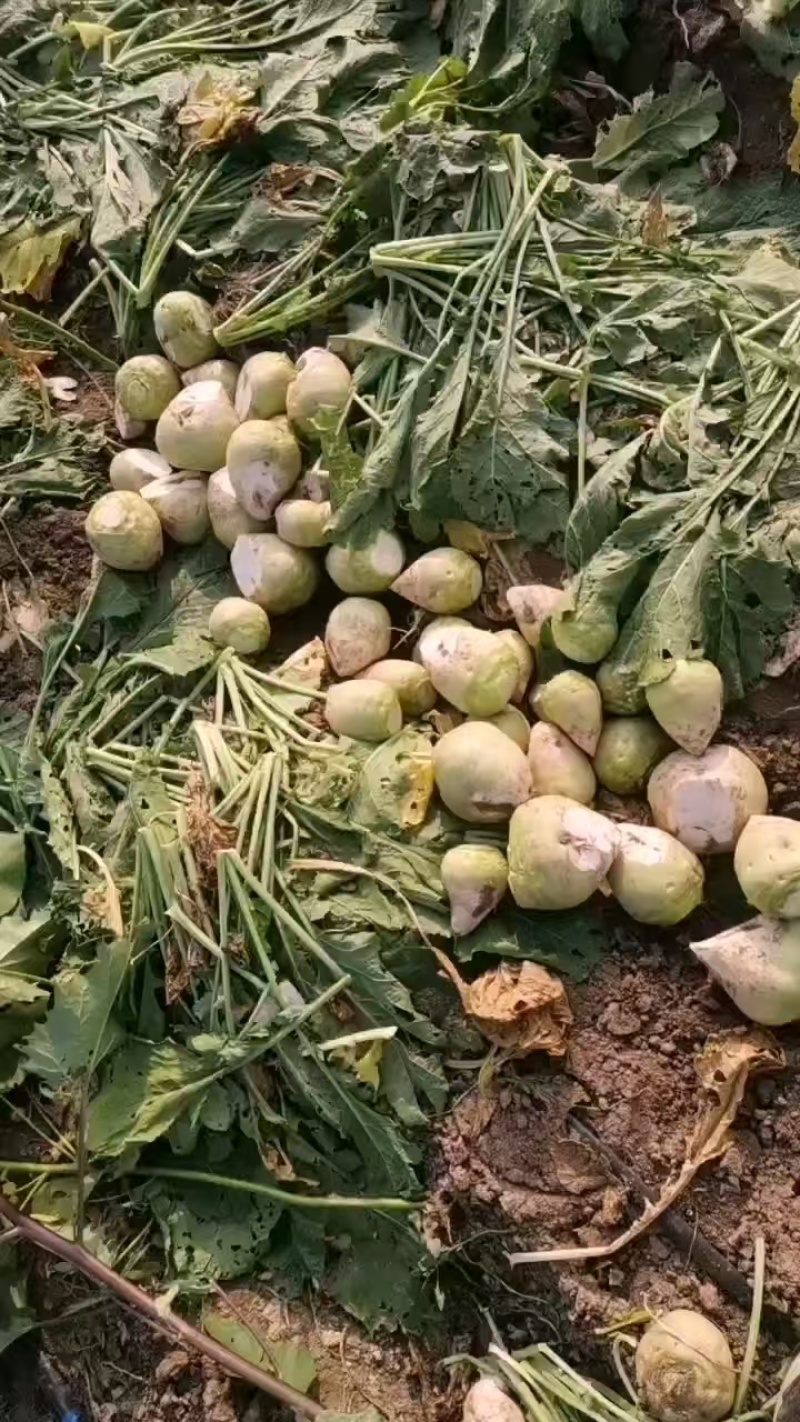 【推荐】山西文水芥菜头，产地代发全国品质保证欢迎采购。