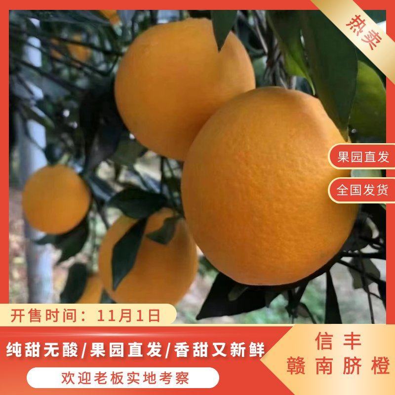 江西赣州信丰脐橙赣南脐橙发源产地一手货源量大从优