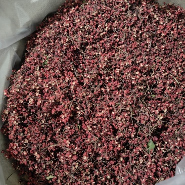 新鲜的干花椒