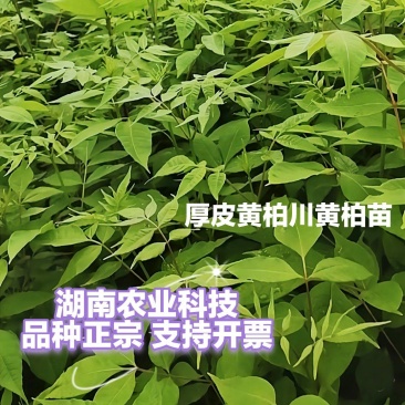黄柏苗川黄柏苗厚皮黄柏苗量大价优基地批发