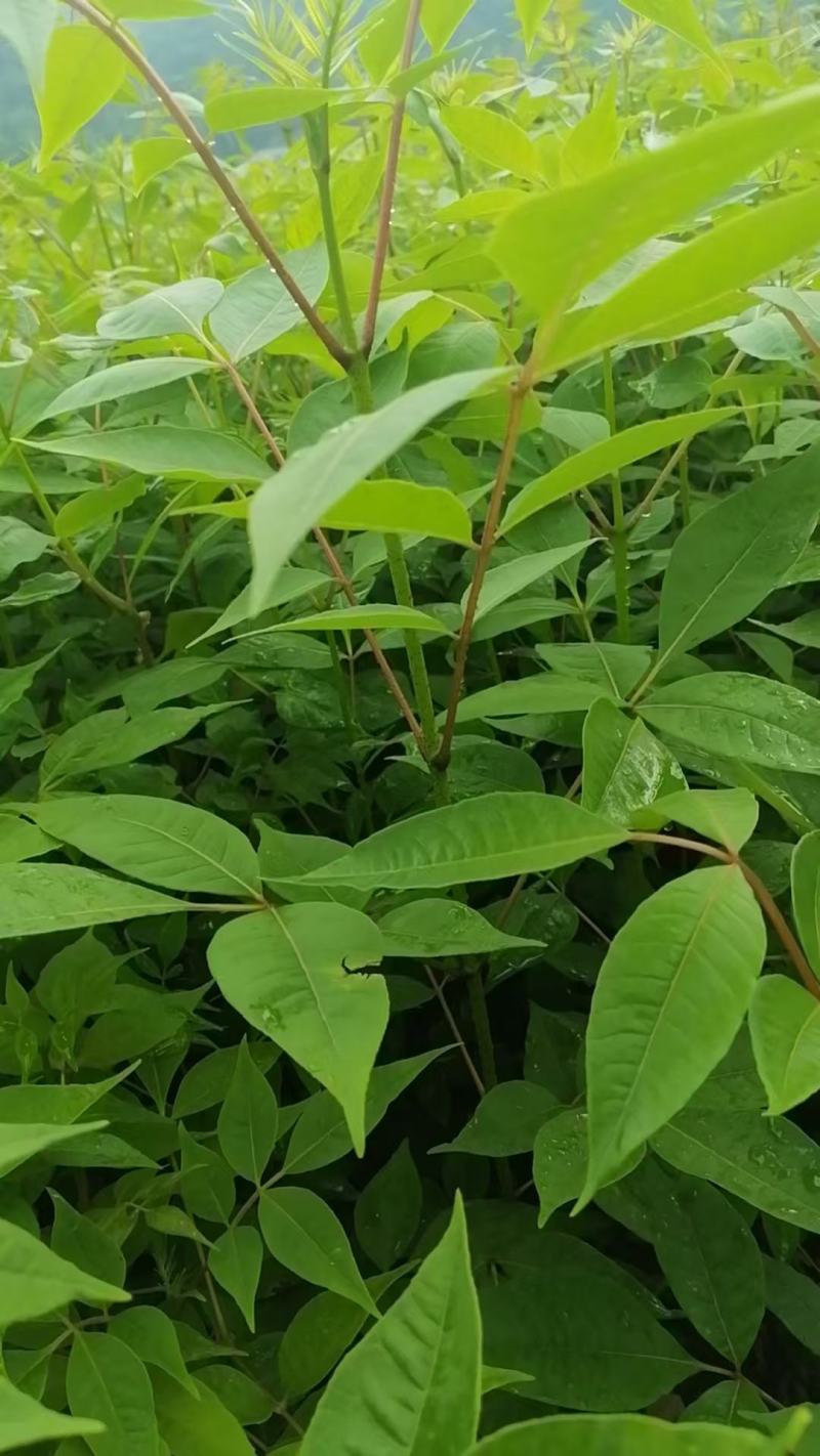 黄柏苗川黄柏苗厚皮黄柏苗量大价优基地批发